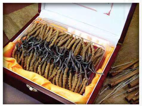 平凉冬虫夏草回收